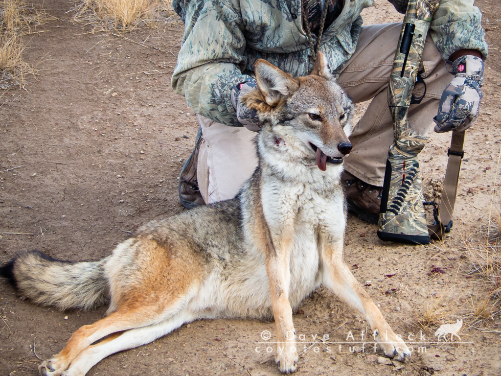 20170923_Coyote%20Hunt-102.jpg