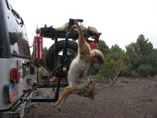 Coyotes