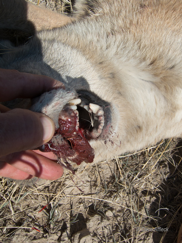20140927_Coyote%20Hunt-7W.jpg