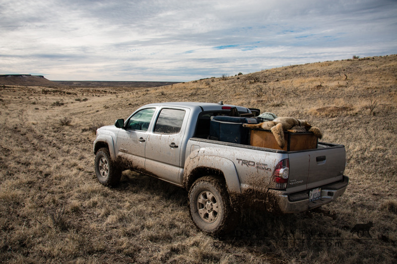 View of Tim's truck showing coyote box full to over flowing. 