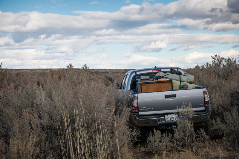 Sage as tall as the truck creating desert pin stripe in paint