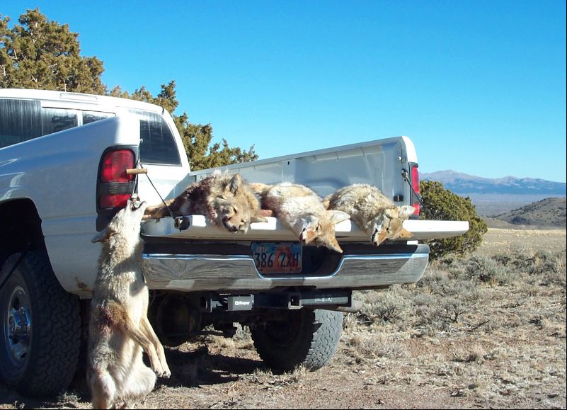 4Yotes.jpg