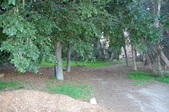 Mummy's Woods