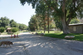 CANYON CREEK CAMP