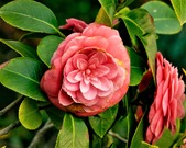Enlarge photo 24