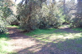 GP Redwoods