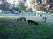 Enlarge photo 11