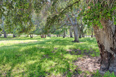 Rancho Deluxe 