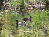 Enlarge photo 18