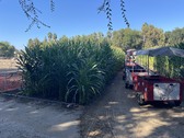 CORNFIELD/FIELD