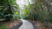 Forest Path