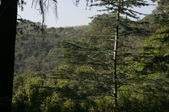 Griffith Park Cedar Grove