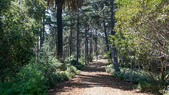 New Cedar Grove