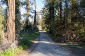 Wilson Harding Redwoods