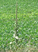 Enlarge photo 79