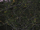 Enlarge photo 93