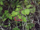 Enlarge photo 58