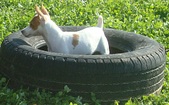 Enlarge photo 17