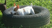 Enlarge photo 16