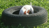 Enlarge photo 15