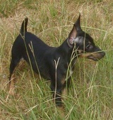<h2>UKC 'PR' KnD's Thunderbird</h2>