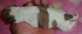 Enlarge photo 4