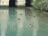 Enlarge photo 21