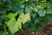 Enlarge photo 146