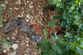 Enlarge photo 147