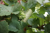 Enlarge photo 151