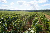 Enlarge photo 210