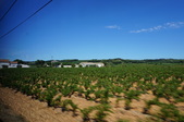 Chateauneuf du Pape - Aug 15