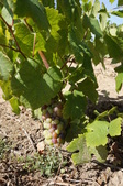 Enlarge photo 58