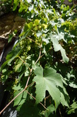 Enlarge photo 94
