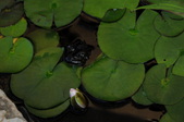 Enlarge photo 78