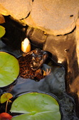 Enlarge photo 116