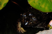 Enlarge photo 113