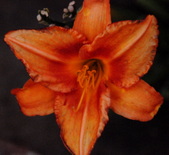 Enlarge photo 130