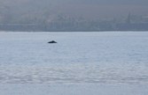 Enlarge photo 66