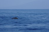 Enlarge photo 67