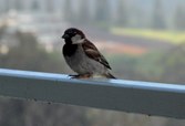 Enlarge photo 77