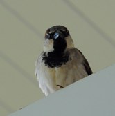 Enlarge photo 78