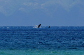 Maui 2010