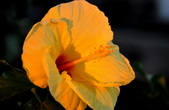 Enlarge photo 121