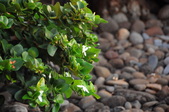 Enlarge photo 161