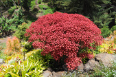 Enlarge photo 33
