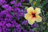 Enlarge photo 41