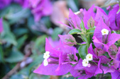 Enlarge photo 42