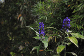 Enlarge photo 131