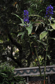 Enlarge photo 132